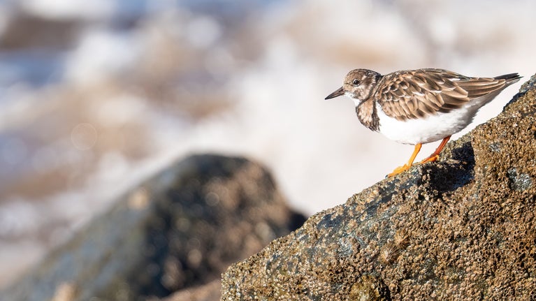 A turnstone bird stands on top of a slanted rock with the waves of the sea crashing on the shore blurred in the background.